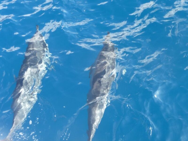Maui: Kaanapali Beach 4-hour Snorkel w/ BBQ Lunch & Open Bar - The Experience You’ll Love