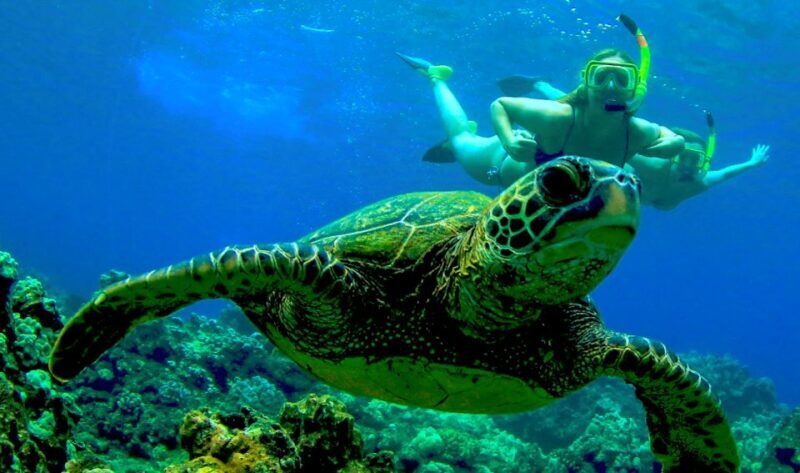 Maui: Kaanapali Beach 5-hr Snorkel w/ BBQ Lunch & Open Bar - Who Will Love This Tour?  