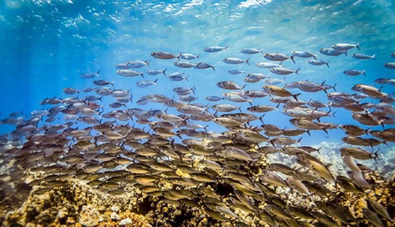 maui-kaanapali-beach-5-hr-snorkel-w-bbq-lunch-open-bar