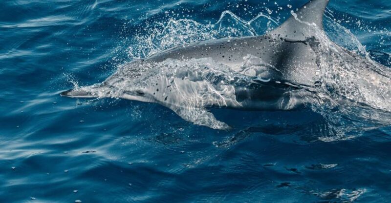 Maui: Kaanapali Dolphin Watching Boat Trip with Lunch - What to Expect on the Kaanapali Dolphin Watching Boat Trip