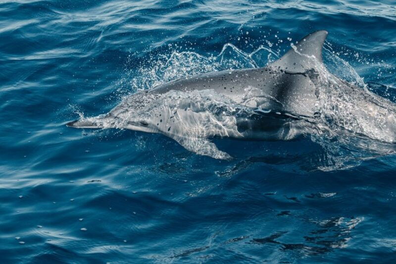 maui-kaanapali-dolphin-watching-boat-trip-with-lunch