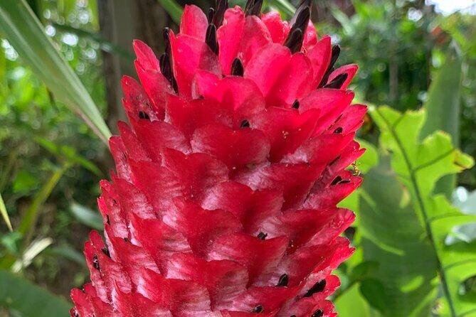 Maui Magical Waterfall and Jungle Tour: Road to Hana - Frequently Asked Questions