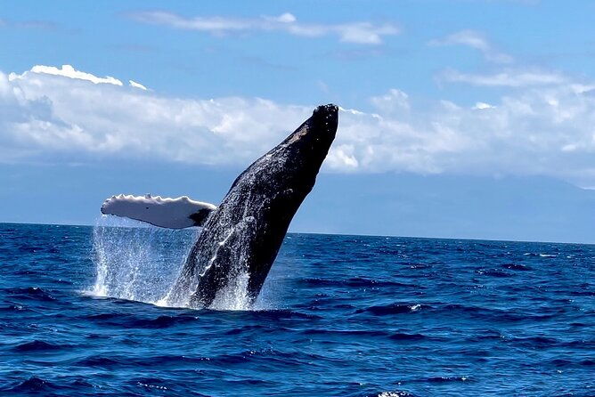 maui-mid-day-magic-whale-watch