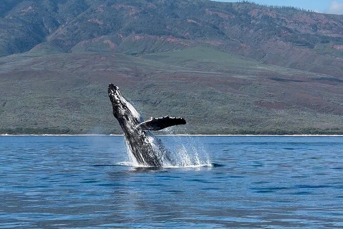 maui-mid-day-magic-whale-watch