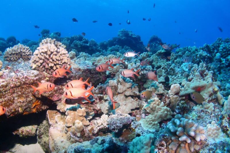 maui-molokini-snorkel-and-performance-sail-with-lunch
