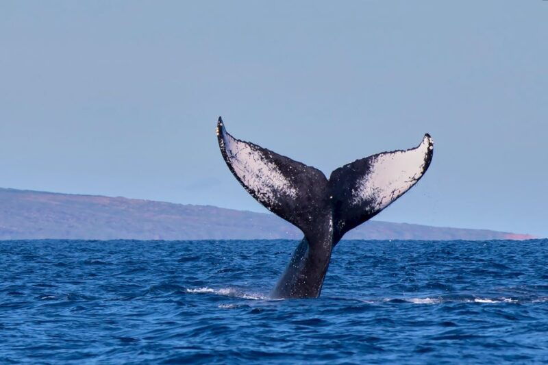 maui-molokini-snorkel-and-performance-sail-with-lunch