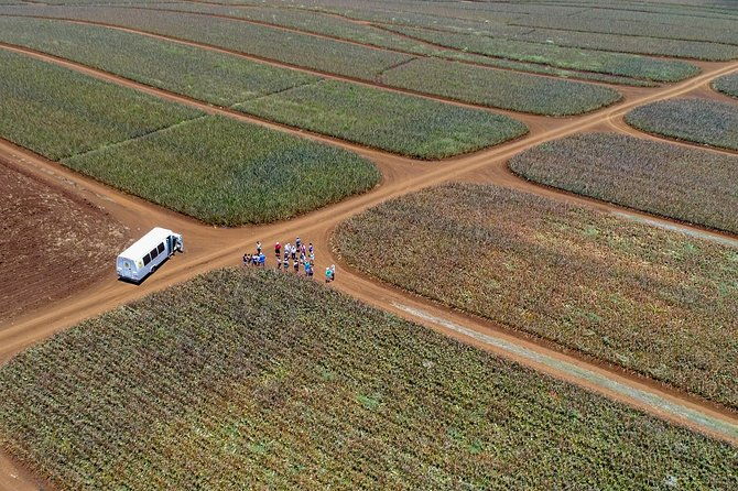 maui-pineapple-farm-tour-in-haliimaile