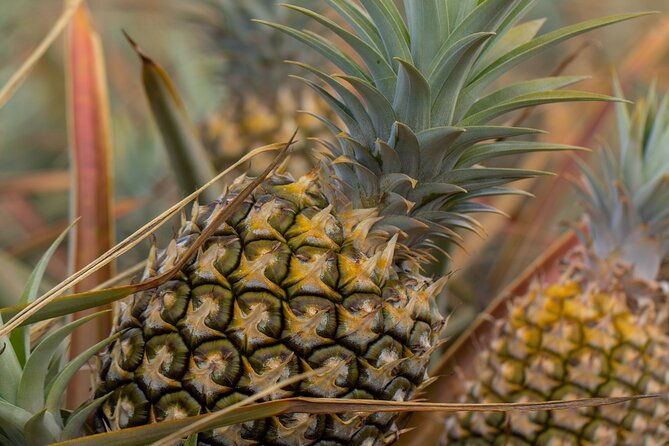 maui-pineapple-farm-tour-in-haliimaile