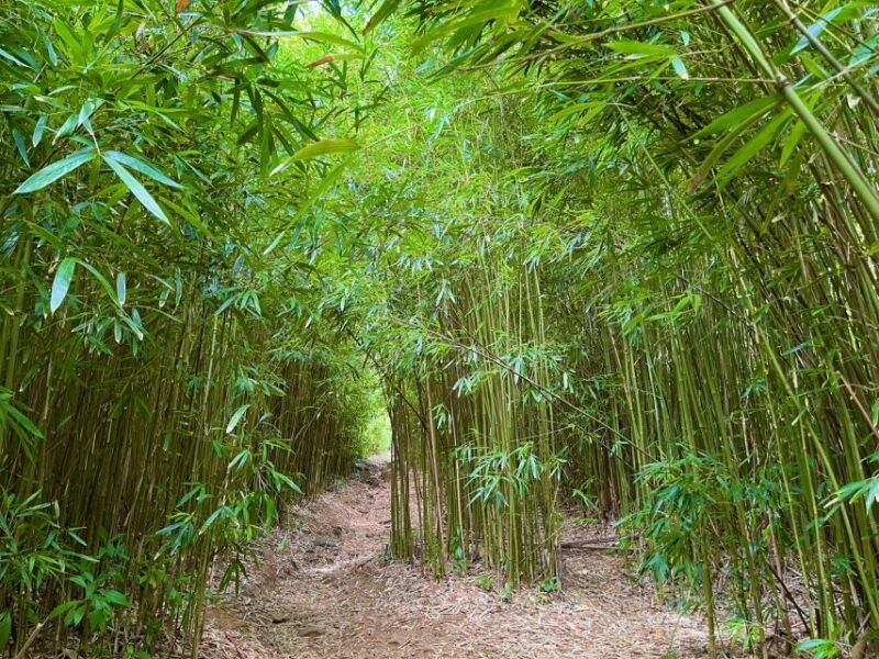 maui-private-all-inclusive-road-to-hana-tour-with-pickup