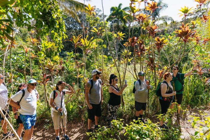 maui-rainforest-waterfalls-guided-hike-with-picnic-lunch