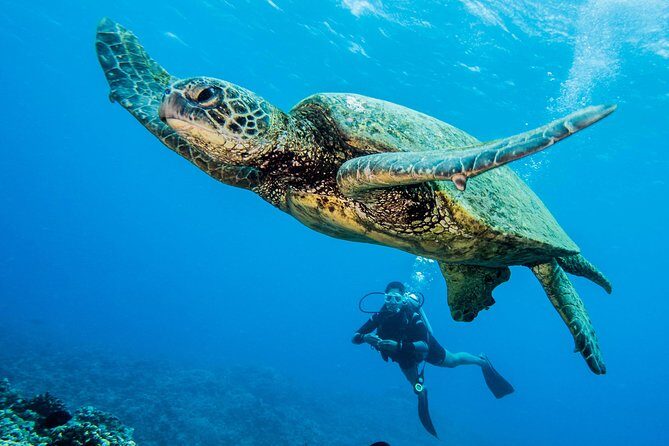 Maui Scuba Diving Introductory Lesson from Lahaina - Timing and Practical Info