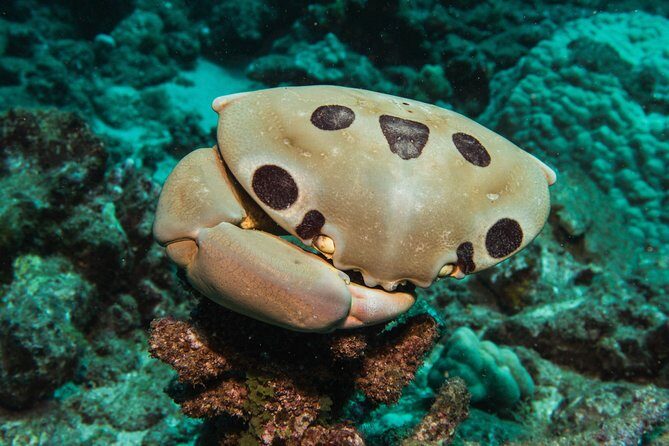 Maui Scuba Diving Introductory Lesson from Lahaina - The Significance of the Experience for Travelers