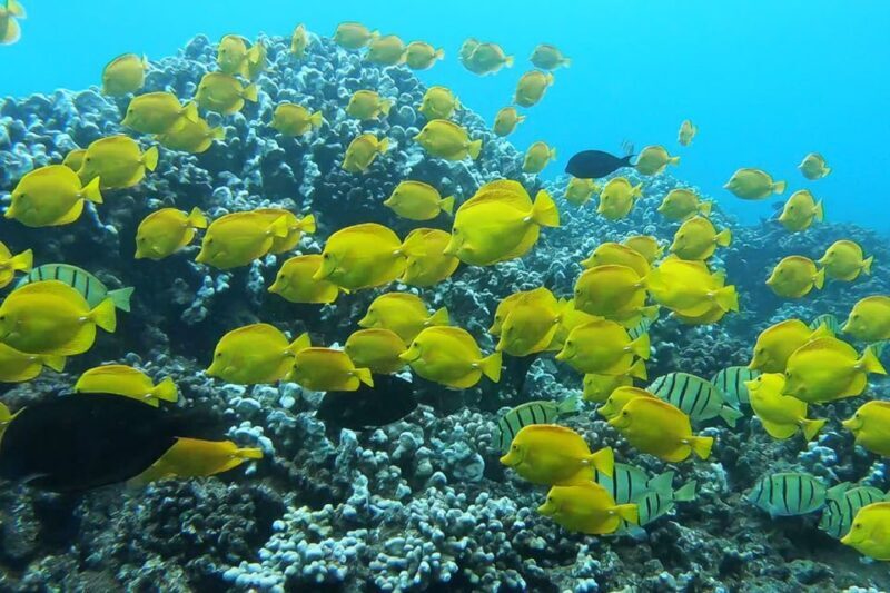 Maui: Semi-Private 3 Hour Eco-Raft Turtle Snorkel Tour - Final Thoughts
