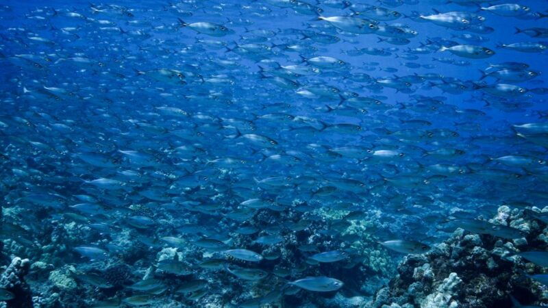 maui-small-group-shark-turtle-scuba-dive-from-shore