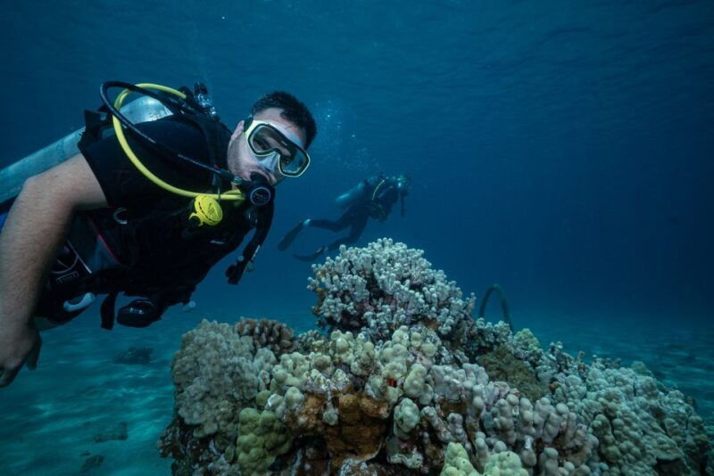 maui-small-group-shark-turtle-scuba-dive-from-shore