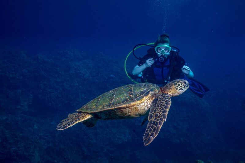 maui-small-group-shark-turtle-scuba-dive-from-shore