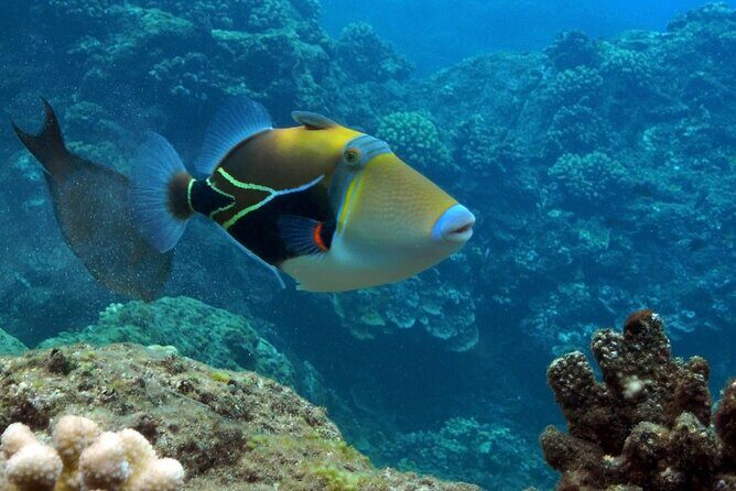 Maui Snorkel & Slide - FAQ