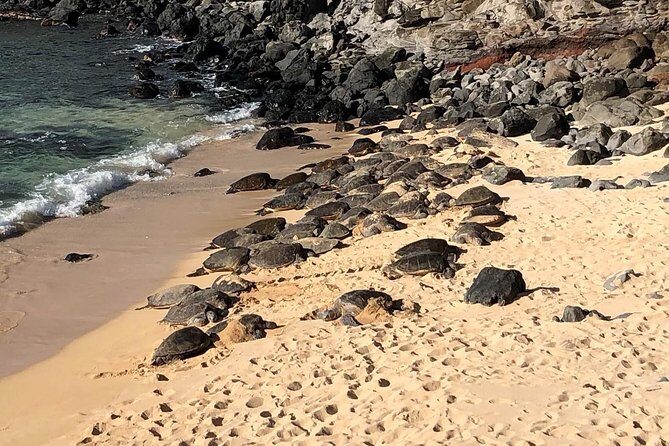 Maui Tour : Road to Hana Day Trip from Kahului Lunch, Water, Chip - What’s Included and What to Expect