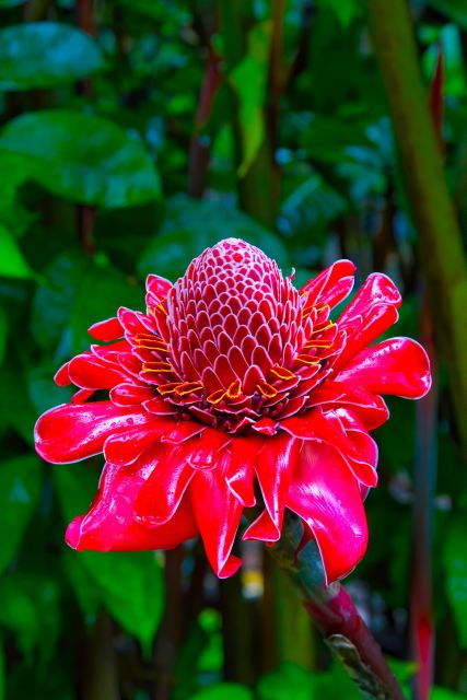 maui-tropical-rainforest-eco-tour-with-lunch