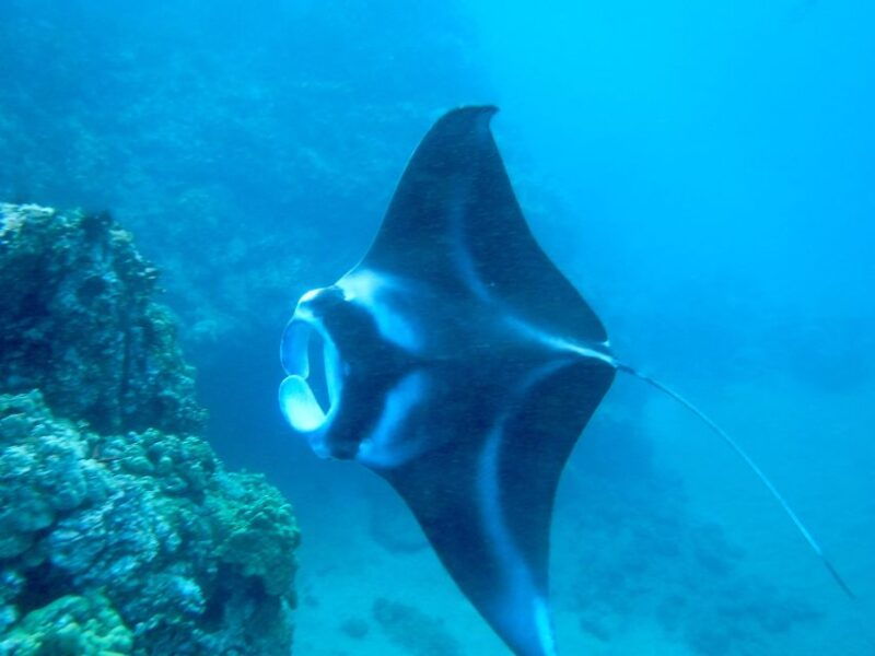 maui-turtle-town-kayak-and-snorkel-tour