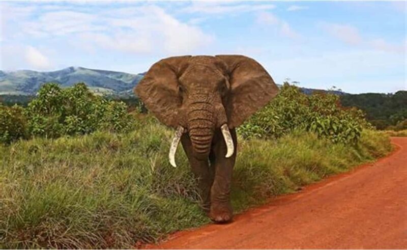 Maun: 6-Day Okavango, Savuti, Chobe &Victoria Falls Tour - An In-Depth Look at the 6-Day Botswana Safari