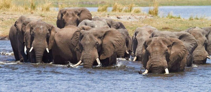 Maun: 6-Day Okavango, Savuti, Chobe &Victoria Falls Tour - Who Should Consider This Tour?