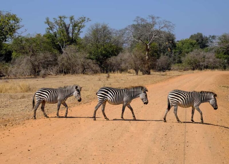 Maun: 8-Day Okavango Delta Safari with Camping - Overview of the Safari Experience