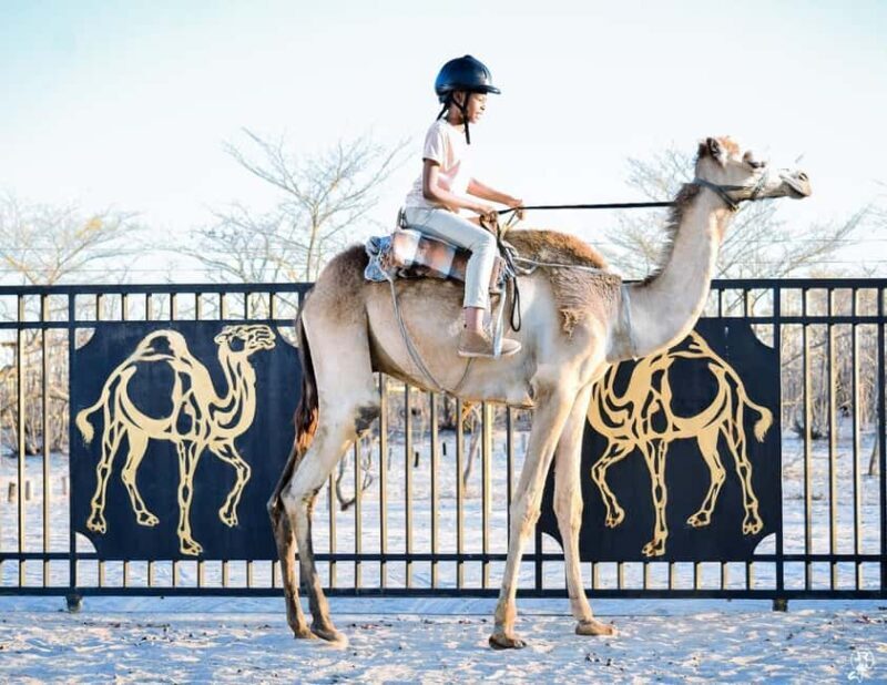 Maun, Botswana: Safari Camel Adventure - Key Points