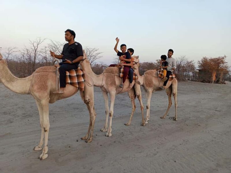 Maun, Botswana: Safari Camel Adventure - Who Should Consider This Experience?