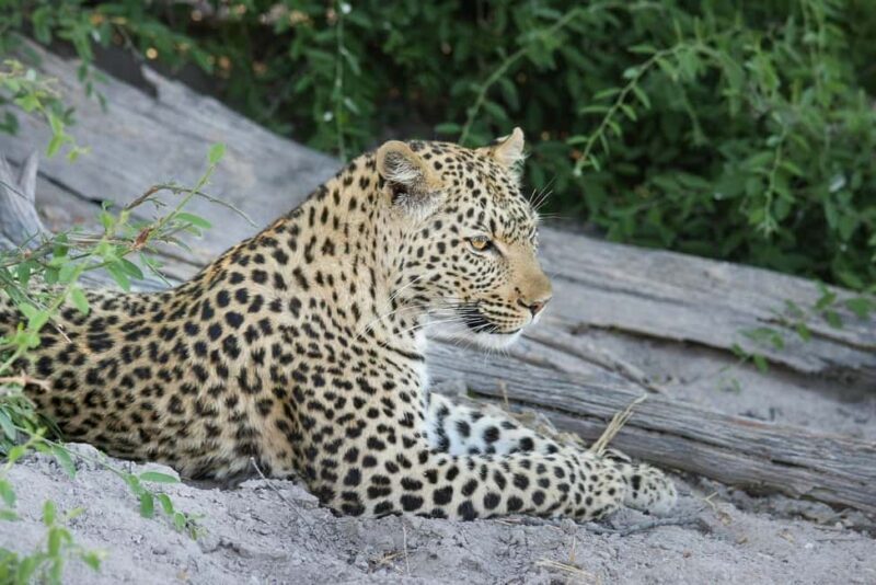 Maun Highlights Safari 3 Days/2 Nights - Key Points