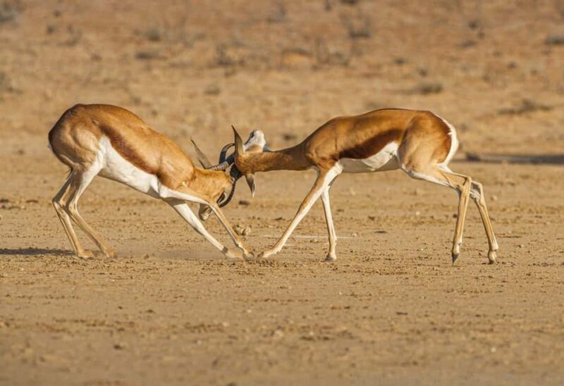 Maun Highlights Safari 3 Days/2 Nights - The Full Experience: An In-Depth Look at the Itinerary