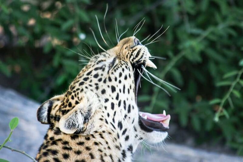 Maun Highlights Safari 3 Days/2 Nights - Practical Details: What You Should Know