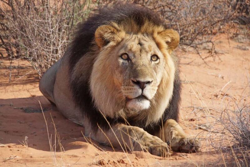 Maun Highlights Safari 3 Days/2 Nights - FAQs