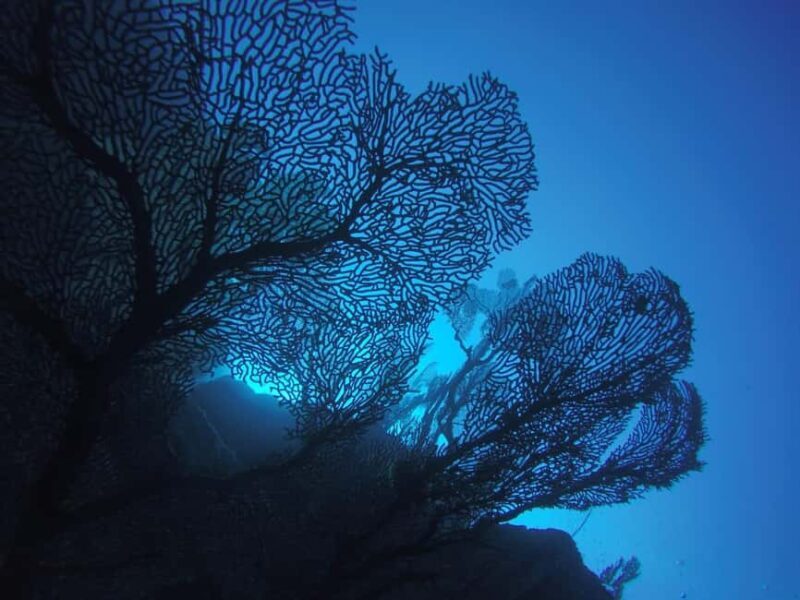 Mauritius: Blue Bay Eco-Tour and Coral Protection Snorkeling - Why This Tour Offers Real Value