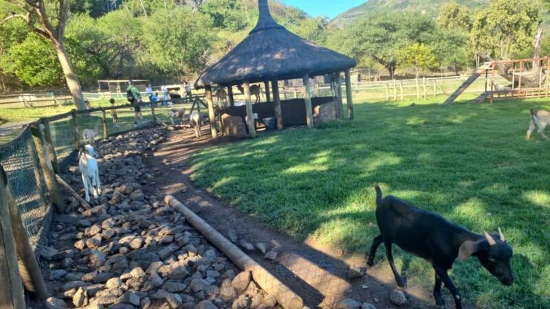 Mauritius: Casela nature parks & flic en flac beach - Key Points  