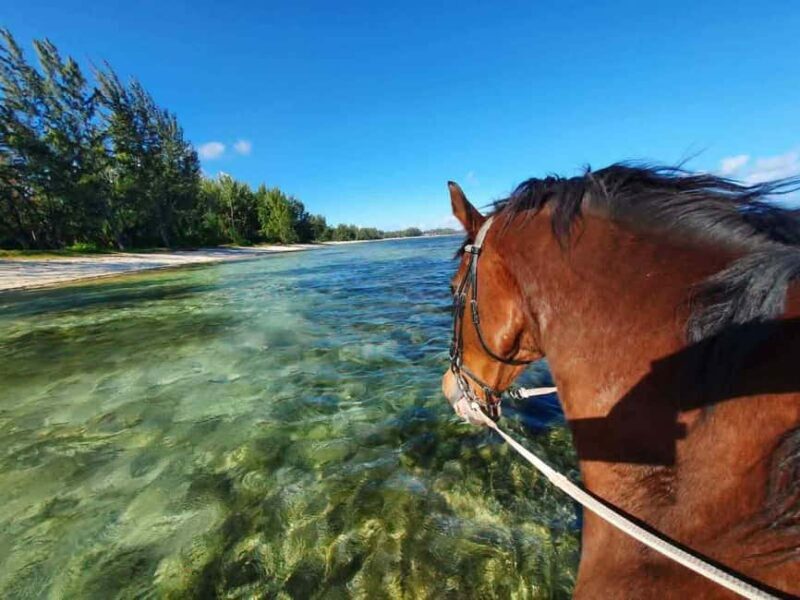 Mauritius: Horse riding on the deserted beach of Riambel - The Experience – What You Can Expect
