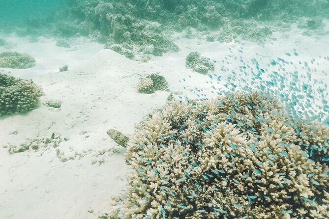 Mauritius : Ile Aux Cerfs 3 islands Speed Boat Trip with BBQ - Stop 4: Vieux Grand Port & "Eau Bleue" Snorkeling  