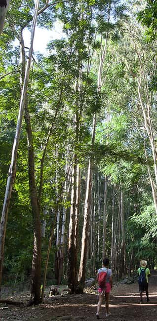 Mauritius National Park: Discover the Island as It Once Was - Practical Details