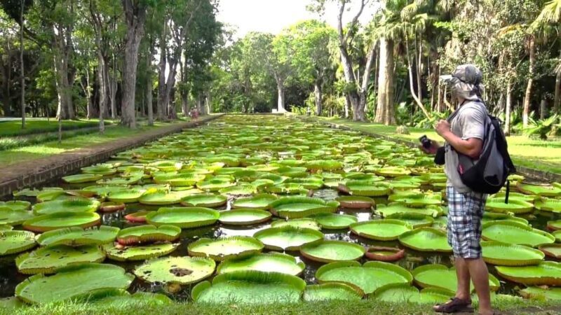 Mauritius: Port Louis and Northern Highlights Full-Day Trip - What to Expect on This Tour