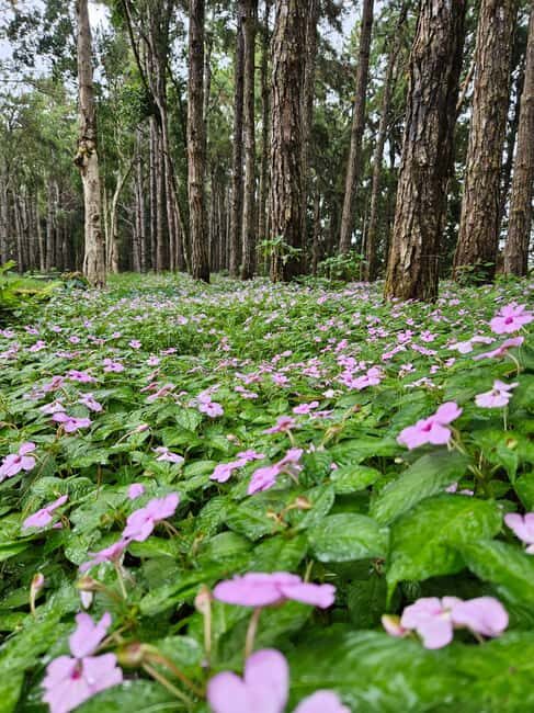 Mauritius: Private Southwest Chamarel Highlights Tour - FAQs