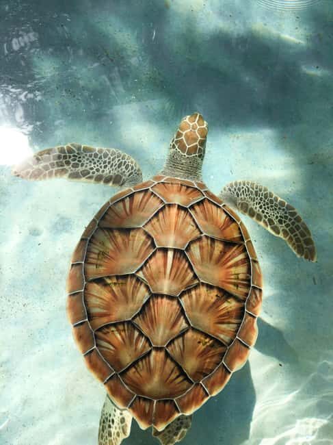 Mauritius: Snorkeling with Turtles & Port Louis Street Food - Key Points