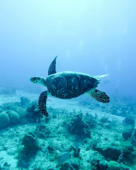 Mauritius: Snorkeling with Turtles & Port Louis Street Food - Frequently Asked Questions