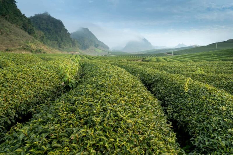 Mauritius: South Coast Tour with Tea Factory & Gris Gris - Exploring the Itinerary in Detail  