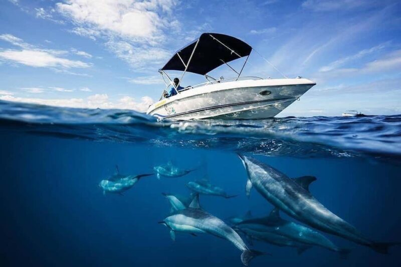 Mauritius: Swim with Dolphins Full-Day with Lunch/Drinks - Who Will Love This Tour?