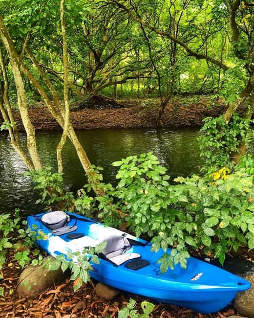 Mauritius: Tamarin Bay Dolphin Watching Kayak Tour - Key Points