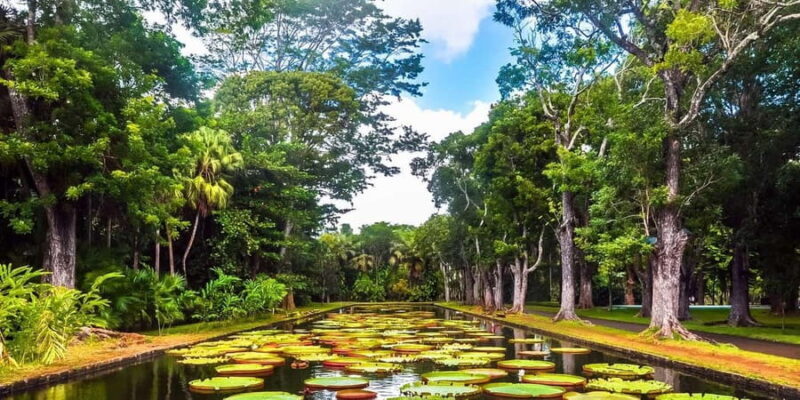 Mauritius: Turtle Swim and North Discovery Tour with Pickup - Key Points