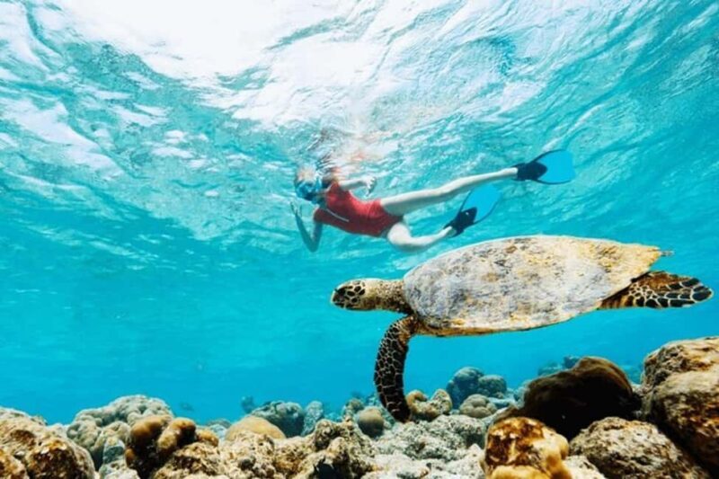 Mauritius: Turtle Swim and North Discovery Tour with Pickup - Insights from Guest Reviews