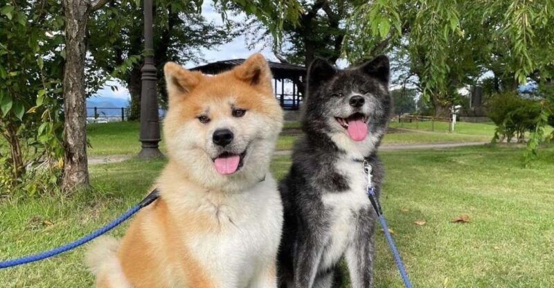 may-2025-akita-dog-day-meet-akita-dogs-in-akita