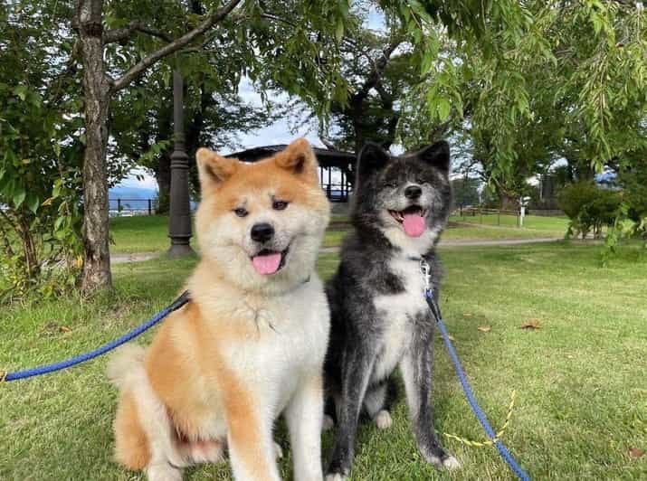 may-2025-akita-dog-day-meet-akita-dogs-in-akita