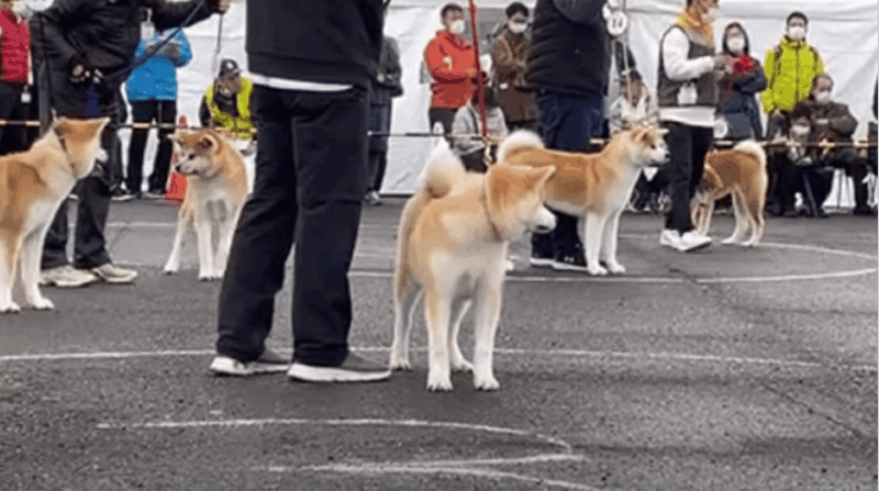 may-2025-akita-dog-day-meet-akita-dogs-in-akita